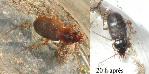 Réf. 277 740 : Nebria sp.